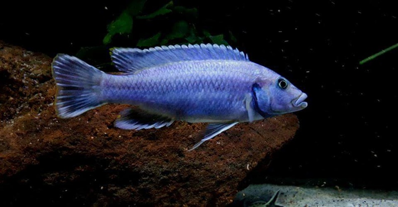Melanochromis kaskazini